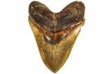 Serrated, Fossil Megalodon Tooth - Indonesia #214777-1